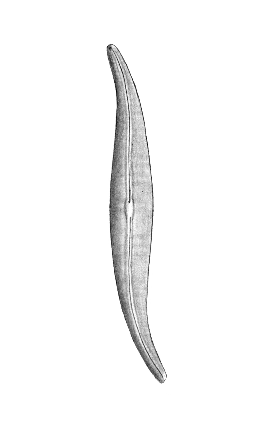 Dictyocha speculum